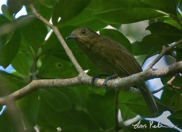 Brown-winged Schiffornis